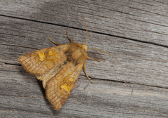 Kyststengelfly (Amphipoea crinanensis)