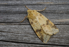 Blekt gulfly (Xanthia icteritia)