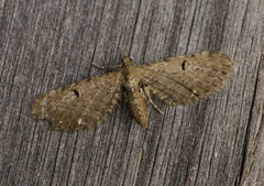 Humledvergmåler (Eupithecia assimilata)