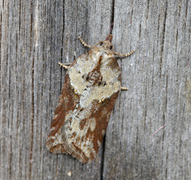 Seljeflatvikler (Acleris hastiana)