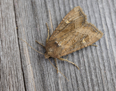 Brunt sumpfly (Helotropha leucostigma)