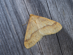 Gul frostmåler (Agriopis aurantiaria)