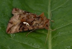 Gyllenbrunt metallfly (Autographa macrogamma)