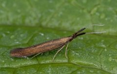 Coleophora mayrella