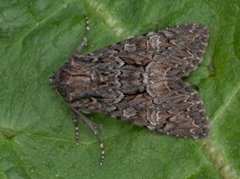 Slåttengfly (Apamea remissa)