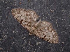 Stor kongledvergmåler (Eupithecia abietaria)