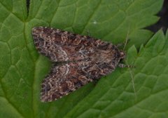 Slåttengfly (Apamea remissa)