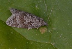 Spraglet gråvikler (Cnephasia asseclana)