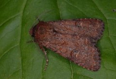 Rødt fjellengfly (Apamea kuusamoensis)