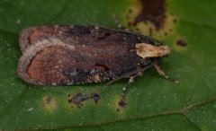 Agonopterix liturosa