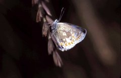 Sankthansblåvinge (Aricia artaxerxes)