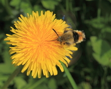 Smalkantet humlesvermer (Hemaris tityus)