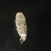 Agonopterix heracliana