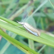 Perlemornebbmott (Catoptria margaritella)