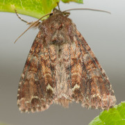 Rødt hagefly (Ceramica pisi)