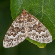 Glennemåler (Electrophaes corylata)