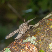 Bjørkelurvemåler (Biston betularia)