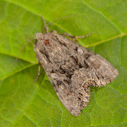 Busklundfly (Lacanobia thalassina)