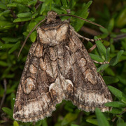 Irrfly (Allophyes oxyacanthae)