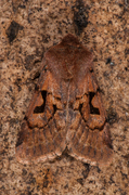 Buemerket seljefly (Orthosia gothica)