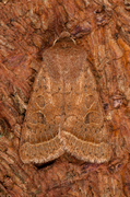 Tverrlinjet seljefly (Orthosia cerasi)