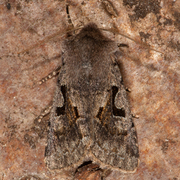 Buemerket seljefly (Orthosia gothica)