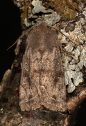 Variabelt seljefly (Orthosia incerta)