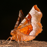 Praktmånemåler (Selenia tetralunaria)