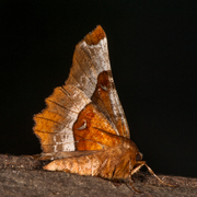 Praktmånemåler (Selenia tetralunaria)