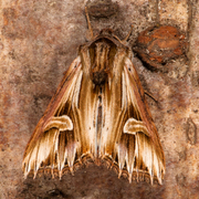 Tannet perikumfly (Actinotia polyodon)