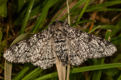 Bjørkelurvemåler (Biston betularia)