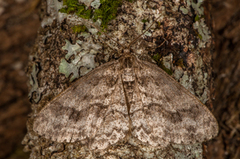 Vårbarkmåler (Ectropis crepuscularia)