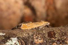 Perikumvikler (Lathronympha strigana)