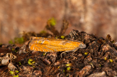 Perikumvikler (Lathronympha strigana)