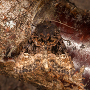 Lyktebærerfly (Euplexia lucipara)