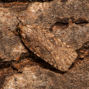 Agonopterix heracliana