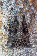 Slåttengfly (Apamea remissa)