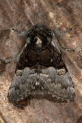 Hasselmunkefly (Colocasia coryli)