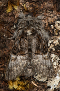 Hasselmunkefly (Colocasia coryli)