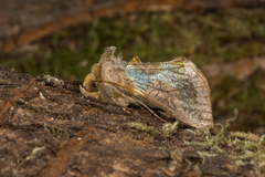 Mindre båndmetallfly (Diachrysia stenochrysis)