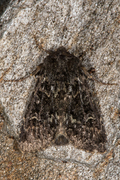 Grått fjellengfly (Apamea exulis)