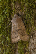 Tverrlinjet seljefly (Orthosia cerasi)