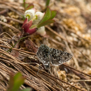 Svartflekkheifly (Anarta melanopa)