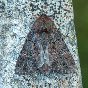 Rødt fjellengfly (Apamea kuusamoensis)