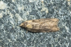 Granflatvikler (Acleris abietana)