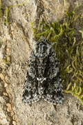 Syrekveldfly (Acronicta rumicis)