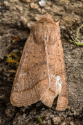 Tverrlinjet seljefly (Orthosia cerasi)