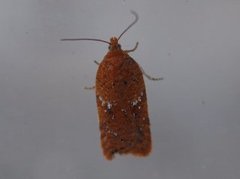 Eikeflatvikler (Acleris ferrugana)