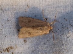 Lite seljefly (Orthosia cruda)