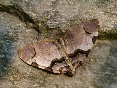 Fiolett rosemåler (Anticlea derivata)